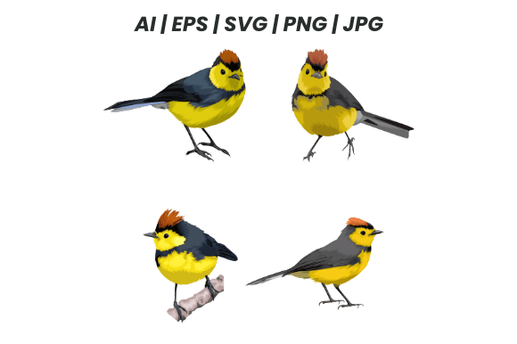 Download Collared Redstart Bird Bundle - Bird bundle Collection